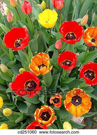Tulips (Tulipa hybr. ) View Large Photo Image Stock Image - Tulips (Tulipa hybr. ). Fotosearch