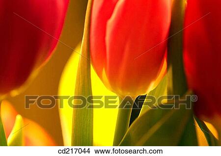 Tulips (Tulipa sp. ) View Large Photo Image Picture - Tulips (Tulipa sp. ). Fotosearch