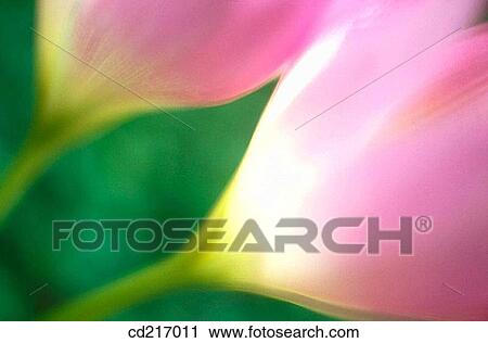 Tulips (Tulipa sp. ) View Large Photo Image Stock Image - Tulips (Tulipa sp. ). Fotosearch