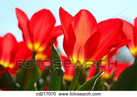 Tulips (Tulipa sp. ) View Large Photo Image Stock Image - Tulips (Tulipa sp. ). Fotosearch