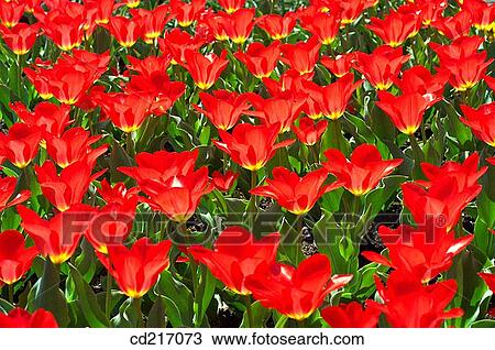 Tulips (Tulipa sp. ) View Large Photo Image Stock Image - Tulips (Tulipa sp. ). Fotosearch