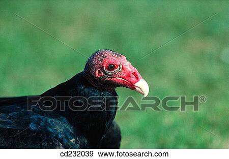 Turkey Vulture (Cathartes aura). Florida. USA View Large Photo Image Stock Photo - Turkey Vulture (Cathartes aura). Florida. USA. Fotosearch