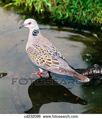 Turtle Dove (Streptopelia turtur) View Large Photo Image Stock Photograph - Turtle Dove (Streptopelia turtur). Fotosearch