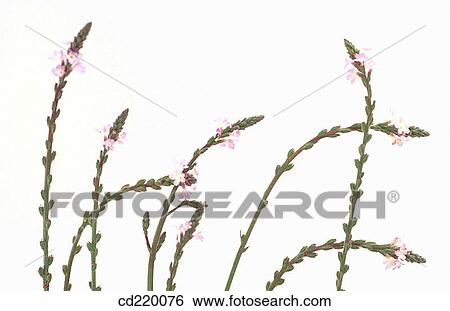 Stock Photograph - Vervain (Verbena officinalis). Fotosearch