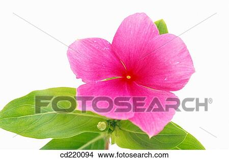 Vinca rosea View Large Photo Image Picture - Vinca rosea. Fotosearch