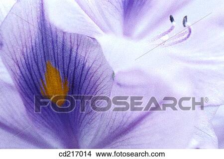 Water Hyacinth (Eichornia crassipes) View Large Photo Image Picture - Water Hyacinth (Eichornia crassipes). Fotosearch