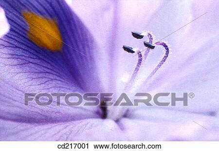 Water Hyacinth (Eichornia crassipes) View Large Photo Image Stock Image - Water Hyacinth (Eichornia crassipes). Fotosearch