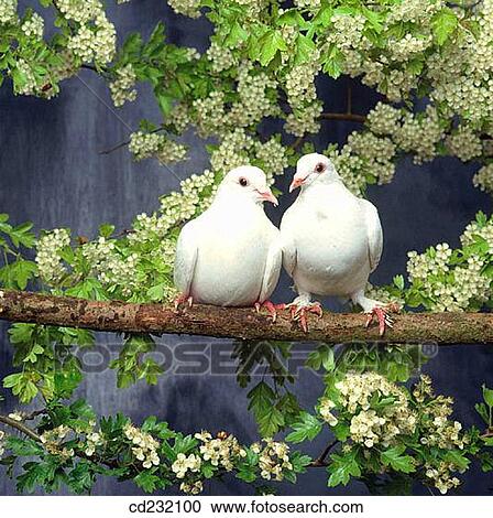 White doves View Large Photo Image Stock Image - White doves. Fotosearch