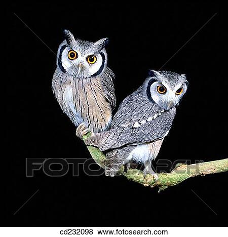 White-faced Scops Owls (Otus leucotis) View Large Photo Image Stock Photo - White-faced Scops Owls (Otus leucotis). Fotosearch