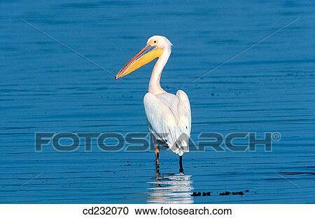 White Pelican (Pelecanus onocrotalus) View Large Photo Image Stock Image - White Pelican (Pelecanus onocrotalus). Fotosearch