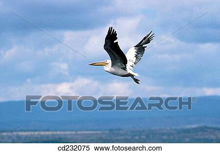 Stock Photography - White Pelican (Pelecanus onocrotalus). Kenya. Fotosearch