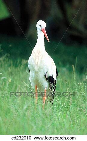 White Stork (Ciconia ciconia) View Large Photo Image Stock Image - White Stork (Ciconia ciconia). Fotosearch