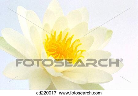 White Water-lily (Nymphaea alba) View Large Photo Image Stock Photo - White Water-lily (Nymphaea alba). Fotosearch