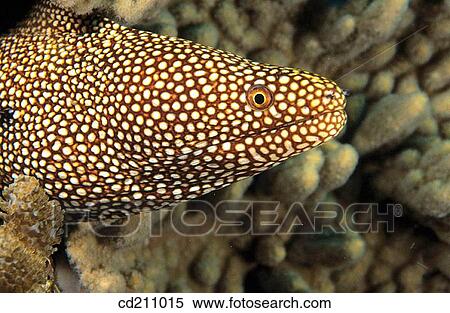 Stock Photography - Whitemouth Moray (Gymnothorax meleagris). Fotosearch