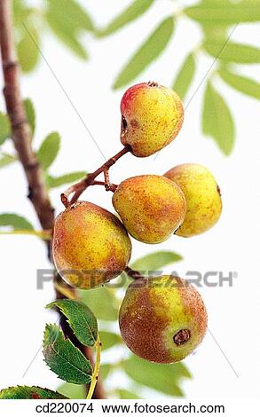 Whitty Pear (Sorbus domestica) View Large Photo Image Picture - Whitty Pear (Sorbus domestica). Fotosearch