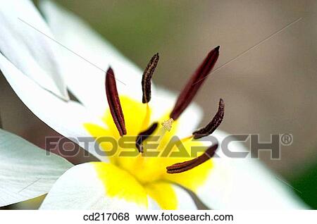 Wild Tulip (Tulipa sp. ) View Large Photo Image Stock Photo - Wild Tulip (Tulipa sp. ). Fotosearch