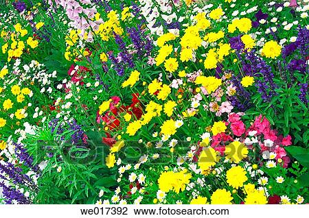 Stock Image - wildflowers. Fotosearch