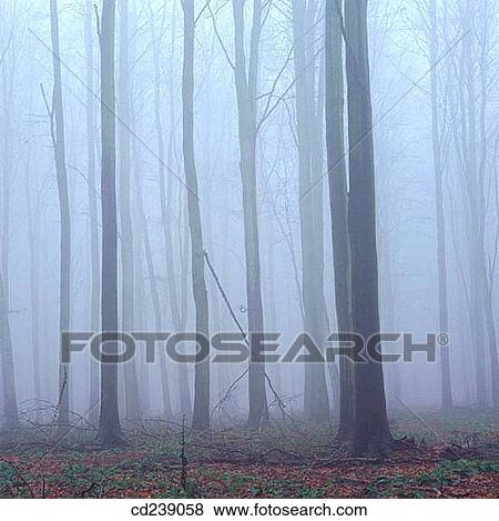 Winter mist. Ashridge Park. Hertfordshire. Inglaterra View Large Photo Image Stock Photo - Winter mist. Ashridge Park. Hertfordshire. Inglaterra. Fotosearch