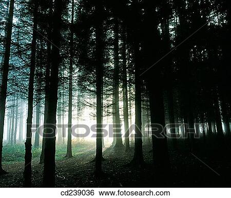 Winter morning. Thetford Forest. Norfolk. England View Large Photo Image Stock Photograph - Winter morning. Thetford Forest. Norfolk. England. Fotosearch