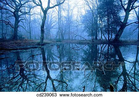 Woodland Pond. Ashridge. Hertfordshire. England View Large Photo Image Stock Image - Woodland Pond. Ashridge. Hertfordshire. England. Fotosearch