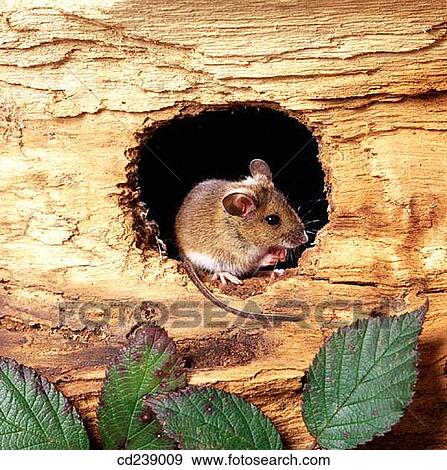 Stock Photo - Woodmouse (Apodemus sylvaticus). Hertfordshire. England. Fotosearch