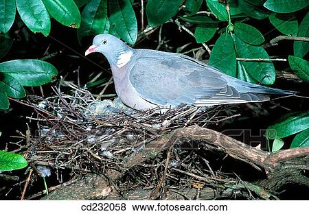 Woodpigeon (Columba palumbus) at nest View Large Photo Image Stock Photo - Woodpigeon (Columba palumbus) at nest. Fotosearch