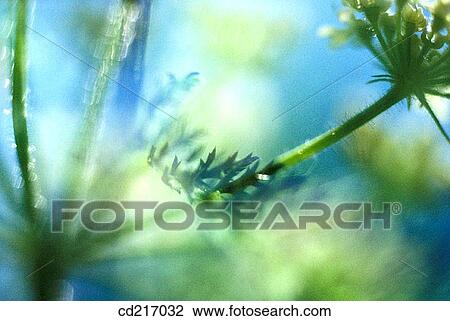 Yarrow (Achillea millefolium) View Large Photo Image Stock Image - Yarrow (Achillea millefolium). Fotosearch