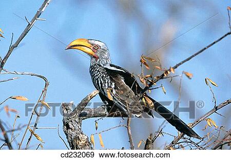 Yellow-billed Hornbill (Tockus flavirostris) View Large Photo Image Stock Photo - Yellow-billed Hornbill (Tockus flavirostris). Fotosearch