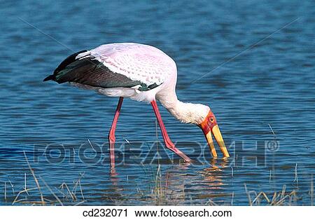 Yellow-billed Stork (Mycteria ibis) View Large Photo Image Stock Image - Yellow-billed Stork (Mycteria ibis). Fotosearch