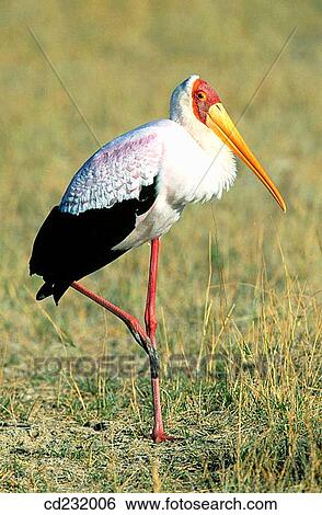 Yellow-billed Stork (Mycteria ibis) View Large Photo Image Stock Photograph - Yellow-billed Stork (Mycteria ibis). Fotosearch