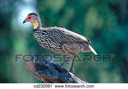 Stock Photo - Yellow-necked Francolinus (Francolinus leucoscepus). Fotosearch