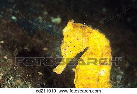 Stock Image - Yellow Seahorse (Hippocampus kuda). Indonesia. Fotosearch