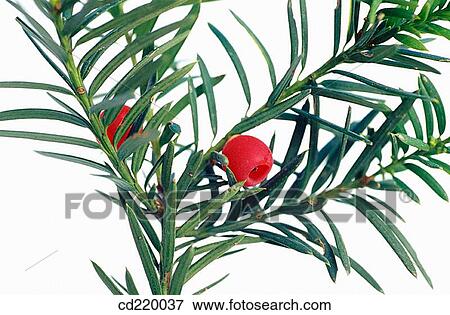 Yew (Taxus baccata) View Large Photo Image Stock Photo - Yew (Taxus baccata). Fotosearch