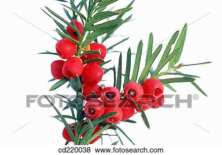 Stock Photo - Yew (Taxus baccata). Fotosearch