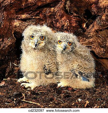 Young Eagle Owls (Bubo bubo) View Large Photo Image Stock Photo - Young Eagle Owls (Bubo bubo). Fotosearch