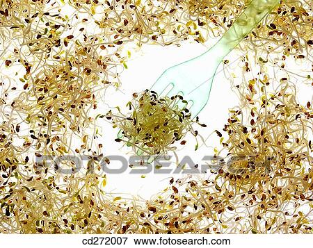 Stock Photo - Alfalfa sprouts. Fotosearch