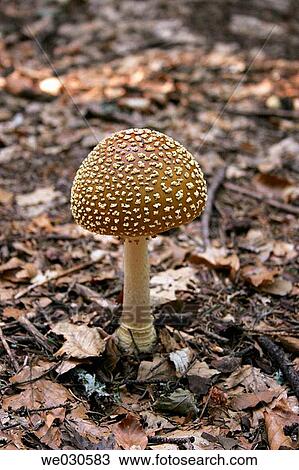 Amanita pantherina, poisonous, Bavarian Forest National Park, Bavaria, Germany View Large Photo Image Stock Image - Amanita pantherina, poisonous, Bavarian Forest National Park, Bavaria, Germany. Fotosearch