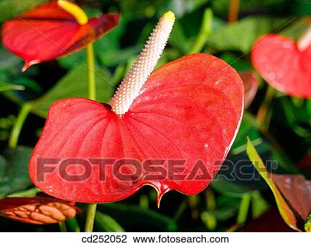 Anthurium (Anthurium sp. ) View Large Photo Image Stock Image - Anthurium (Anthurium sp. ). Fotosearch