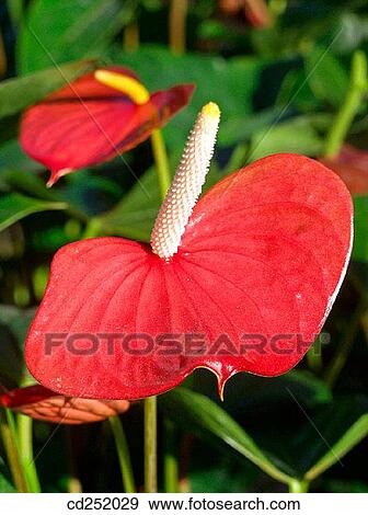 Anthurium (Anthurium sp. ) View Large Photo Image Stock Photo - Anthurium (Anthurium sp. ). Fotosearch