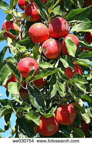 Apples View Large Photo Image Picture - Apples. Fotosearch