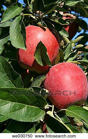 Apples View Large Photo Image Stock Image - Apples. Fotosearch