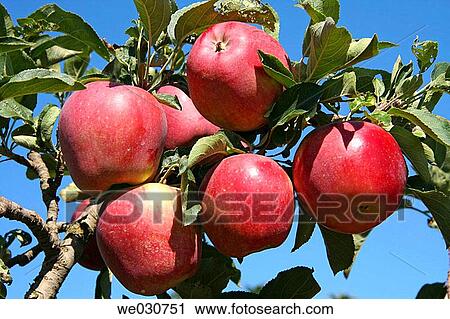 Apples View Large Photo Image Stock Image - Apples. Fotosearch