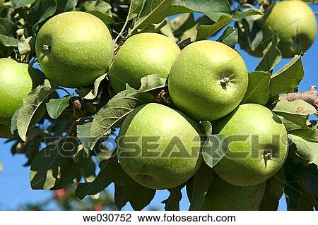 Apples View Large Photo Image Stock Image - Apples. Fotosearch
