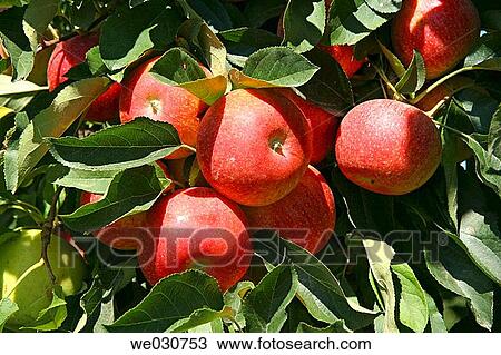 Apples View Large Photo Image Stock Image - Apples. Fotosearch