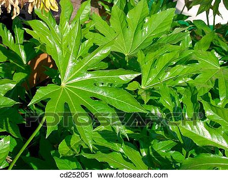 Stock Image - Aralia (Aralia sp. ). Fotosearch