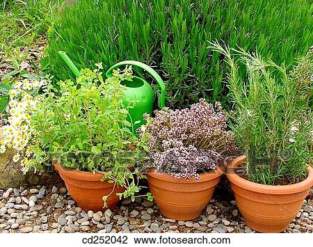 Stock Image - Aromatic herbs: Thyme (Thymus vulgaris), Rosemary (Rosmarinus officinalis), Marjoram (Origanum officinalis) and Camomile (Matricaria chamomilla). Fotosearch
