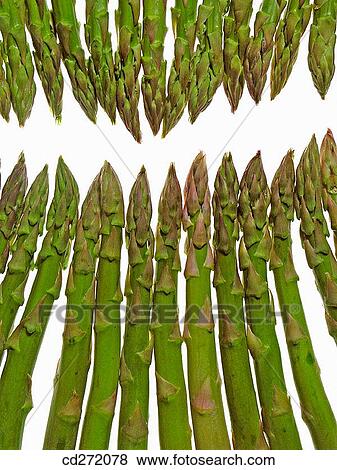Stock Photo - Asparagus. Fotosearch