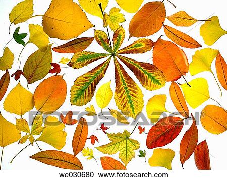 Stock Image - Autumn leaves. Fotosearch