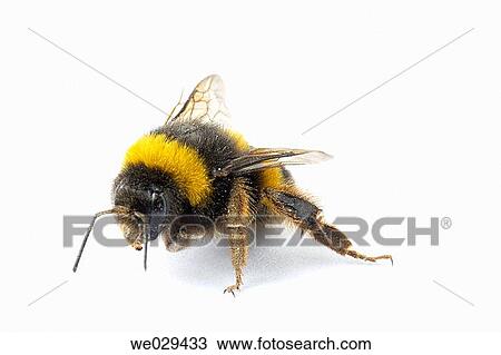 Bee View Large Photo Image Stock Image - Bee. Fotosearch