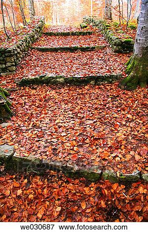 Beechwood. Pyrenees Mountains region, Alta Ribagor? a. Catalonia, Spain View Large Photo Image Stock Photo - Beechwood. Pyrenees Mountains region, Alta Ribagor? a. Catalonia, Spain. Fotosearch